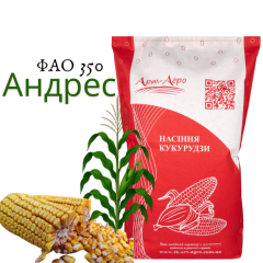 Фото - Гібрид кукурудзи Андрес ( ФАО 350)