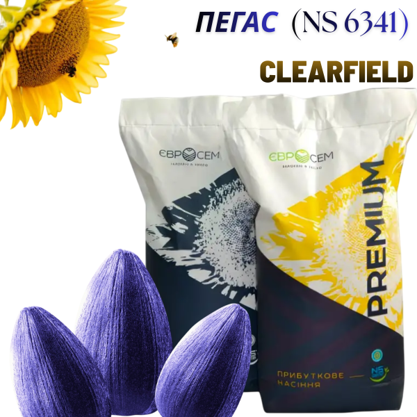 Насіння соняшника Пегас (NS 6341) Clearfield - фото
