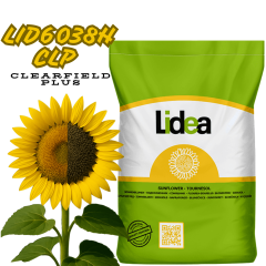 Фото - Насіння соняшнику LID6038H CLP (CLEARFIELD PLUS) Lidea