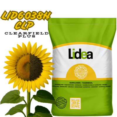 Насіння соняшнику LID6038H CLP (CLEARFIELD PLUS) Lidea - фото