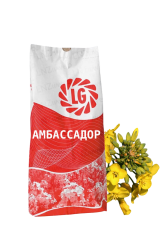 Фото - Гібрид ріпаку LG Амбассадор, 2025р (Круїзер)