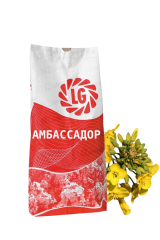 Фото - Гібрид ріпаку LG Амбассадор, 2025р (Модесто Плюс) 