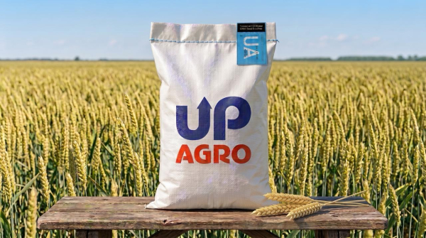 насіння озимої пшениці Асорі (Secobra) 1 репродукція - фото