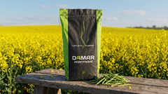 Фото - Насіння озимого ріпаку Бахус (1 репродукція) Німеччина