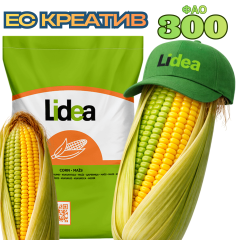 Фото - Насіння кукурудзи ЕС КРЕАТИВ (ФАО 300)
